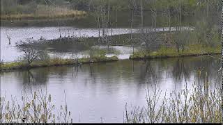 SWP Video 2019 05 07 110300 GBH FLIES TO LEFT FROM 2ND CROSSOVER