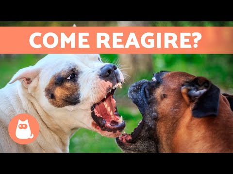 Video: Devo lasciare che i miei cani combattano?