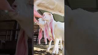 Bakri Ke Bacche Dudh Peete Huemashallah Female Kids