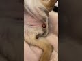 ちょっとだけよ あんたも好きね #高田ハッピー