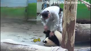 【精彩1分鐘回顧】圓圓總是會在圓寶不注意的時候得到保育員直送的窩窩頭,中場時間彪爸幫圓寶按摩圓寶超開心|熊貓貓熊The Giant Panda Yuan Yuan and Yuan Bao
