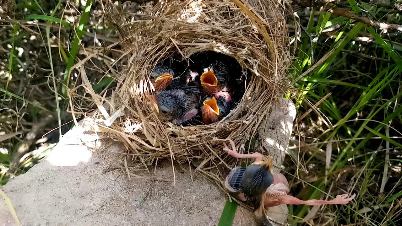 Cuckoo Baby is in trouble and he fell out of nest @Birdsbabies7786 ...
