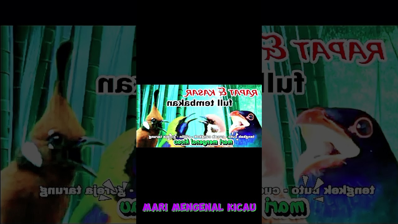 Masteran Tengkek Buto, Cucak Cungkok, Cililin Gereja Tarung - Suara Jernih Mudah Masuk!