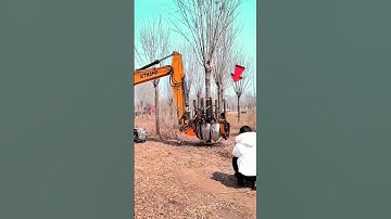 Hoe China grote bomen verplaatst zonder ze te beschadigen 🌳🚜#shorts