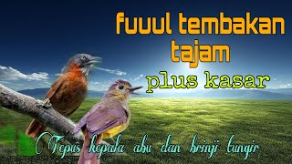 Fuuul tembakan tajam ❗ Tepus kepala abu dan brinji tungir 🔥🔥