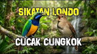 SIKATAN LONDO Vs CUCAK CUNGKOK | Masteran paling dicari