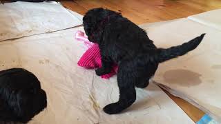 Four-week-old Goldendoodle with First Toy by High Tide Goldendoodles 59 views 6 years ago 1 minute, 35 seconds