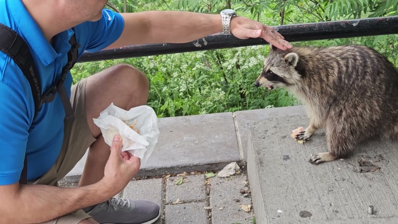 Feeding and petting a wild raccoon in Canada!