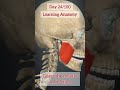 Learning anatomy | Guess the Muscle Name and Action#anatomy #muscles #Physiotherapy