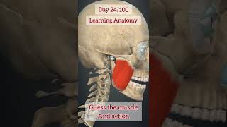 Learning anatomy | Guess the Muscle Name and Action#anatomy #muscles #Physiotherapy
