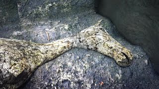 Archaeologists uncover an ancient horse in Pompeii screenshot 5