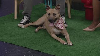 Ready Pet GO! Humane Society of Summit County visits 3News with Beardsley