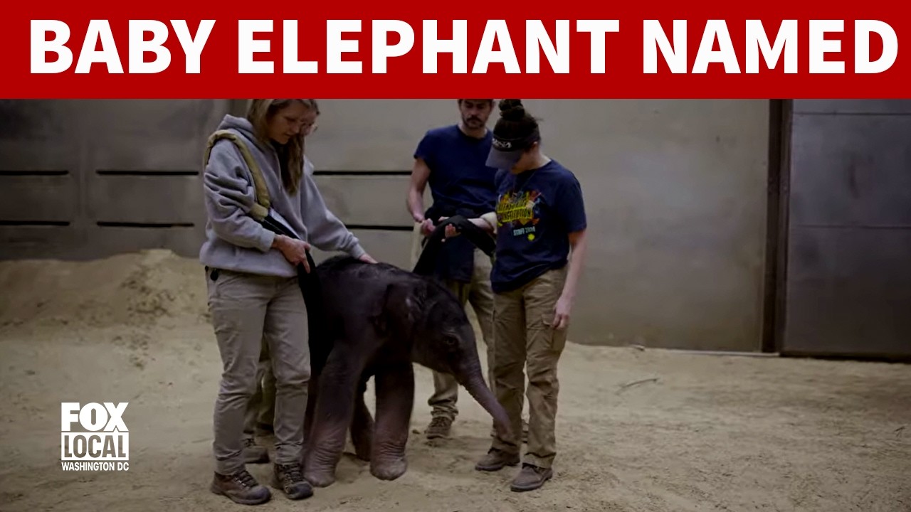 Newborn elephant at National Zoo named!