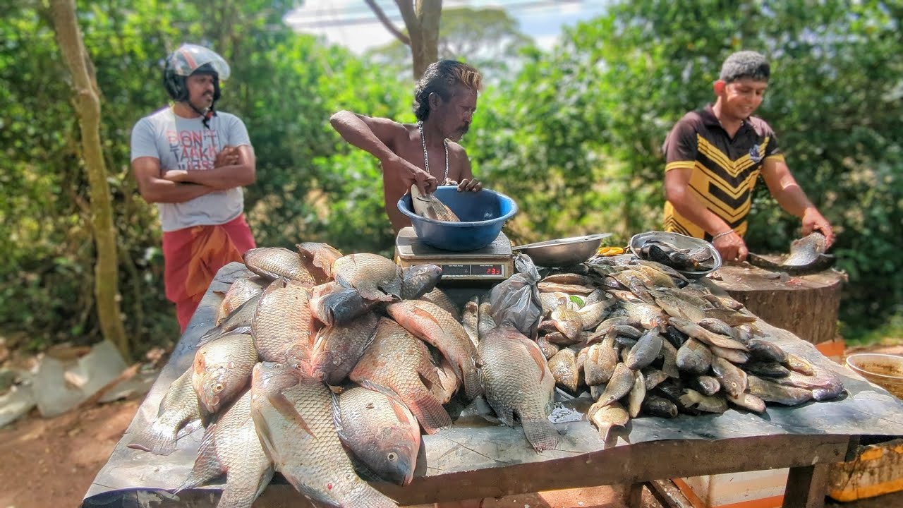 Fresh! Secret Fish Market Hidden Deep in Rural Village & Fish Cutting Skill