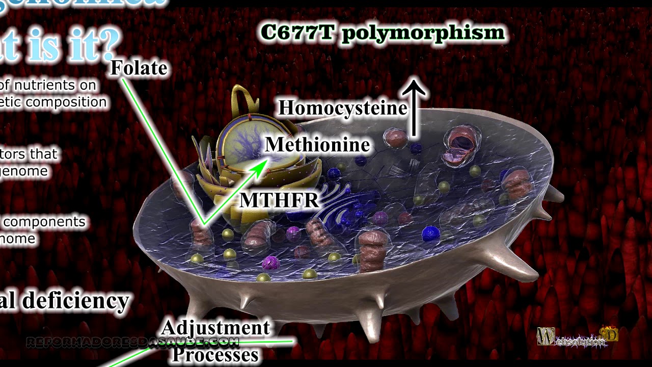 Vídeo: What is nutrigenomics?