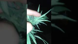 2021 Outdoor Grow Hunting For Caterpillars, Finding Them & Exterminating them