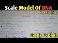 Dna structure  watson and crick model  class 11 biology