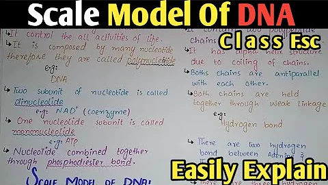 DNA Structure | Watson And Crick Model | Class 11 Biology