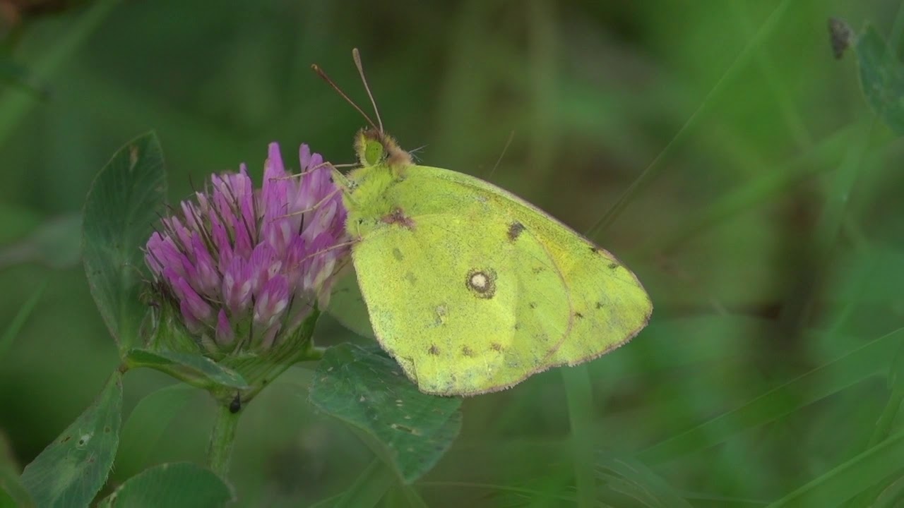 Clouded Yellow (Colias croceus)