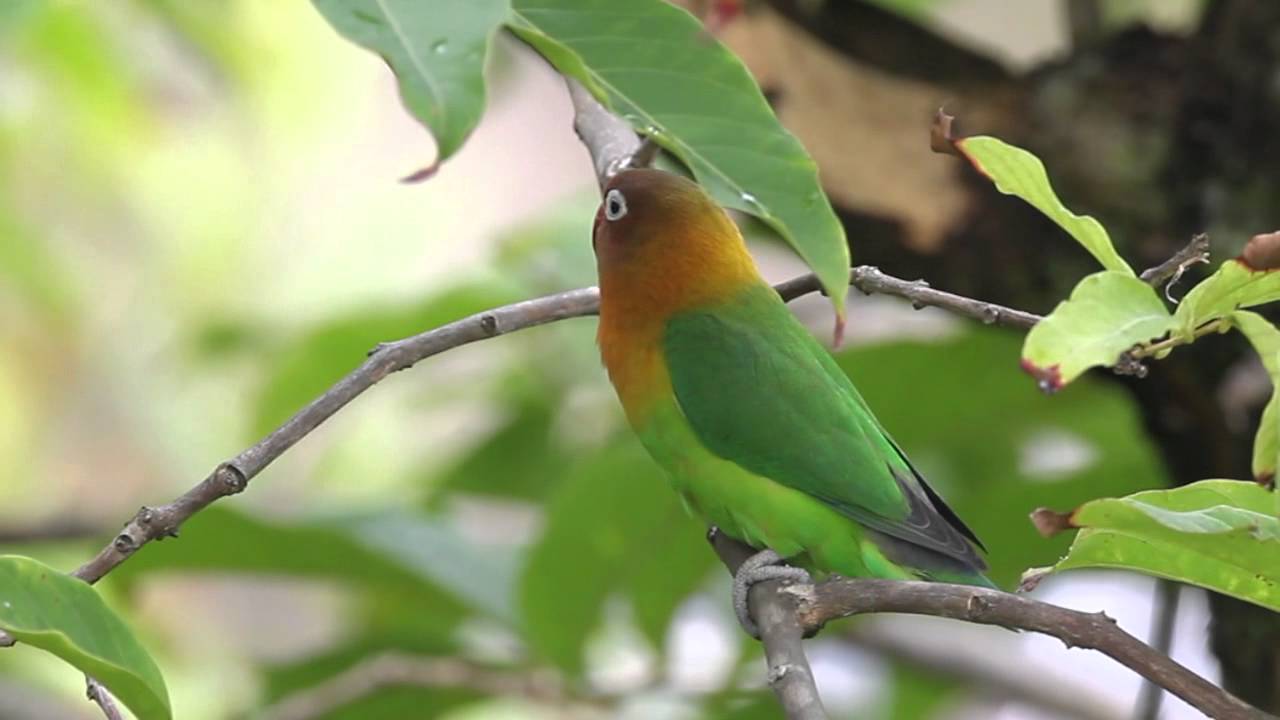 Fischer's Lovebird 