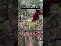 Wie er ein Baumnetz auf 30m Höhe gebaut hat 🌲🦥#baum #spot #wissen