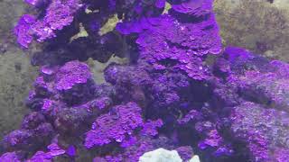 Coralline algae going crazy! 😜