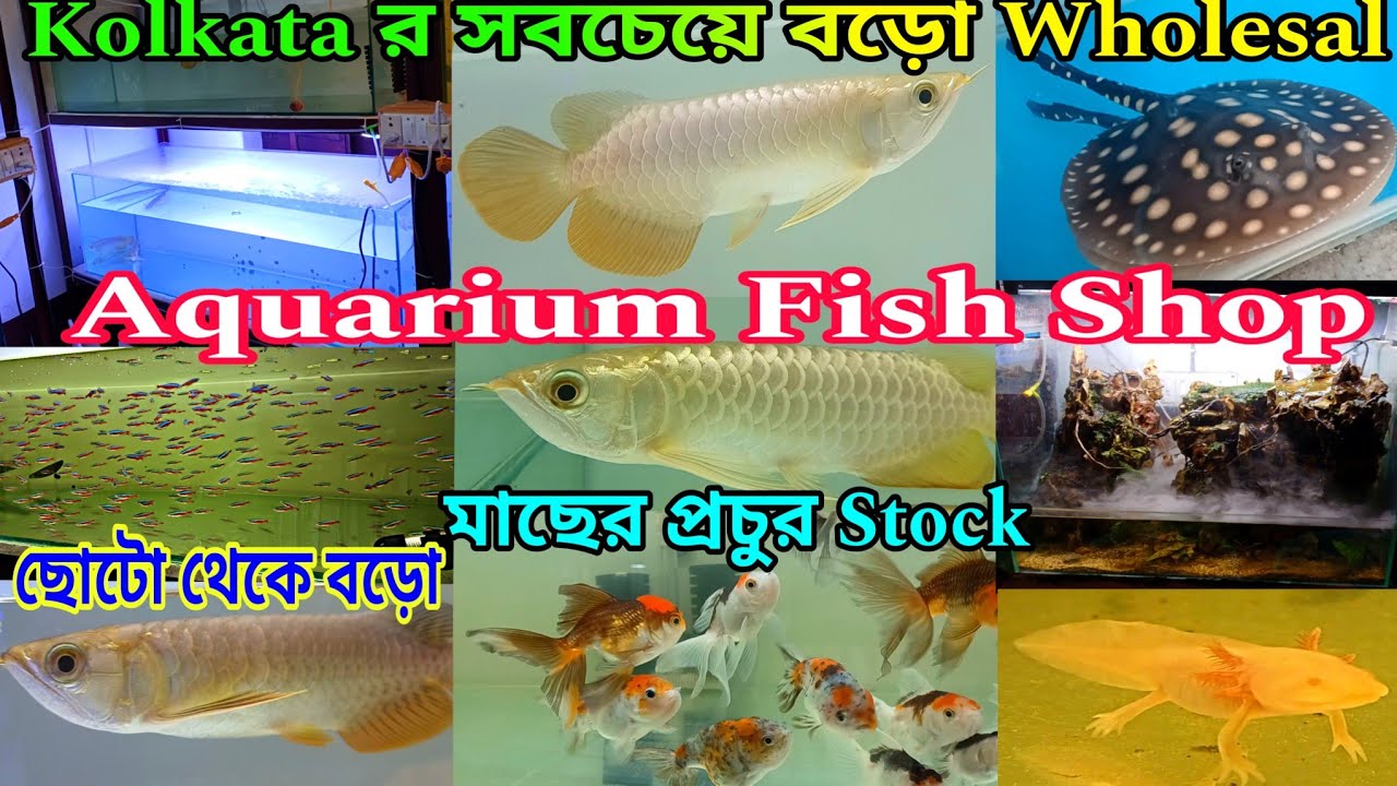 কলকাতায় রঙিন মাছের হোলসেল দোকান | Aquarium Fish Price Update | Aquarium Fish Shop Judos Pet Farm