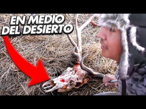 Video: ¿Cuándo llegan los campistas al cruce de animales?