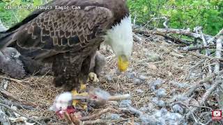 Glen Hazel (Hays) Eagles HM2 feeds Rabbit Eyeball to Eaglet 2026 04 28 16 19 59 313