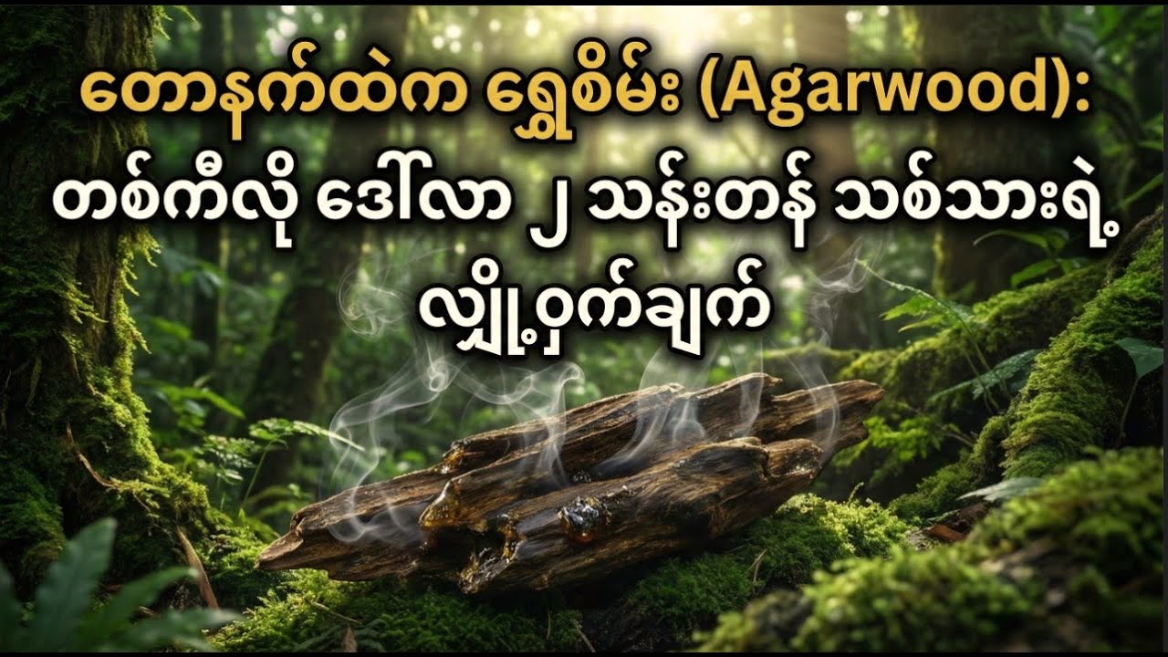 တောနက်ထဲက ရွှေစိမ်း Agarwood - တစ်ကီလို ဒေါ်လာ ၂ သန်းတန် သစ်သားရဲ့ လျှို့ဝှက်ချက်