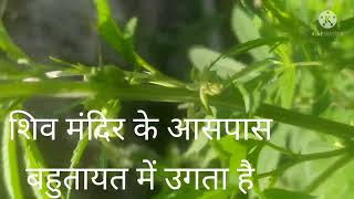 Cannabis sativa भांग