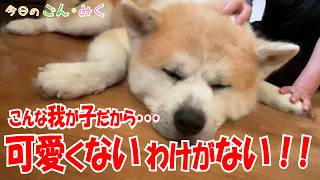 こんな我が子だから･･･　「可愛くないわけがない！！」 今日のごん・みく　秋田犬【ごん・みく チャンネル】