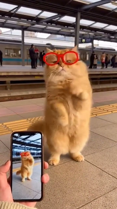 oyen ylagi genit #foryou #funny #ai #cat #cute #xyzbca #shortvideo #shortfeed #shorts #fyp #tiktok