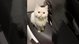 Diikutin boneka hidup 🫠 #cat #catlover #pencintakucing #persia #kitten #fyp #kucingras #oddeyes