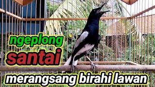 Download Lagu suara burung kacer ngeplong merdu sangat ampuh buat pancingan kacer bahan bikin cepat gacor MP3