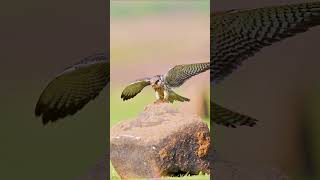 Falcon landing tutorial in 0.1s: Fold wings/Extend talons/Flick tail—perfection! The Lesser Kestrel