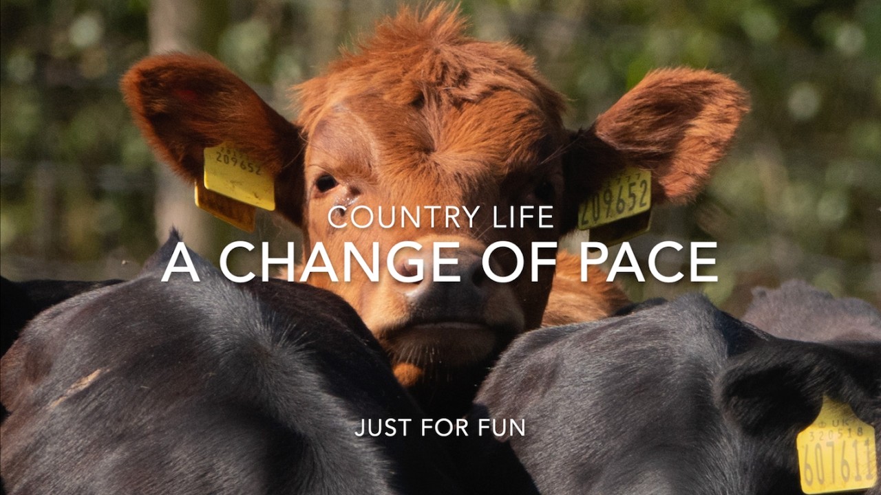 Country Life