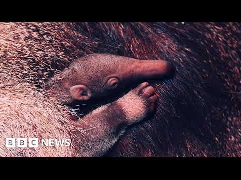 Блекпулський зоопарк святкує народження дитинчати гігантського мурахоїда, що перебуває під загрозою зникнення