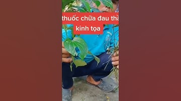 Công dụng lá lốt kết hợp cây mắc cỡ gai #shorts #thanhdongvlog