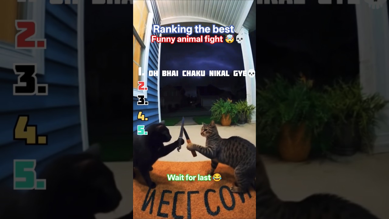 Ranking the Best Funny Animal Fights 😂 | Funniest Animal Moment 