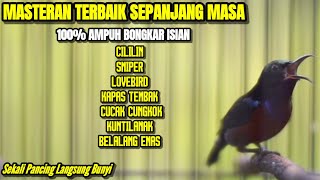 KONIN GACOR MATERI LOMBA TEMBAKAN MEWAH COCOK BUAT MASTERAN KOLIBRI NINJA ANDA
