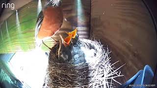 Mama Robin Feeds Her Babies and Eats Their Poop. 