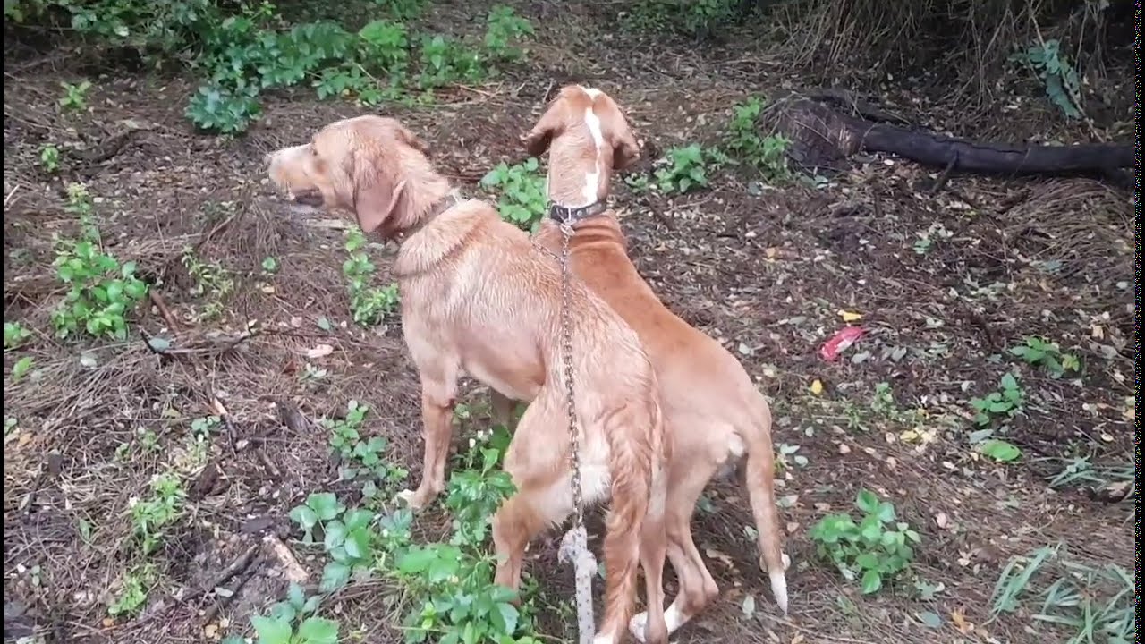 NAĐEŠ TRAG, PUSTIŠ I PRATIŠ | ŠILJA I ŽUJA