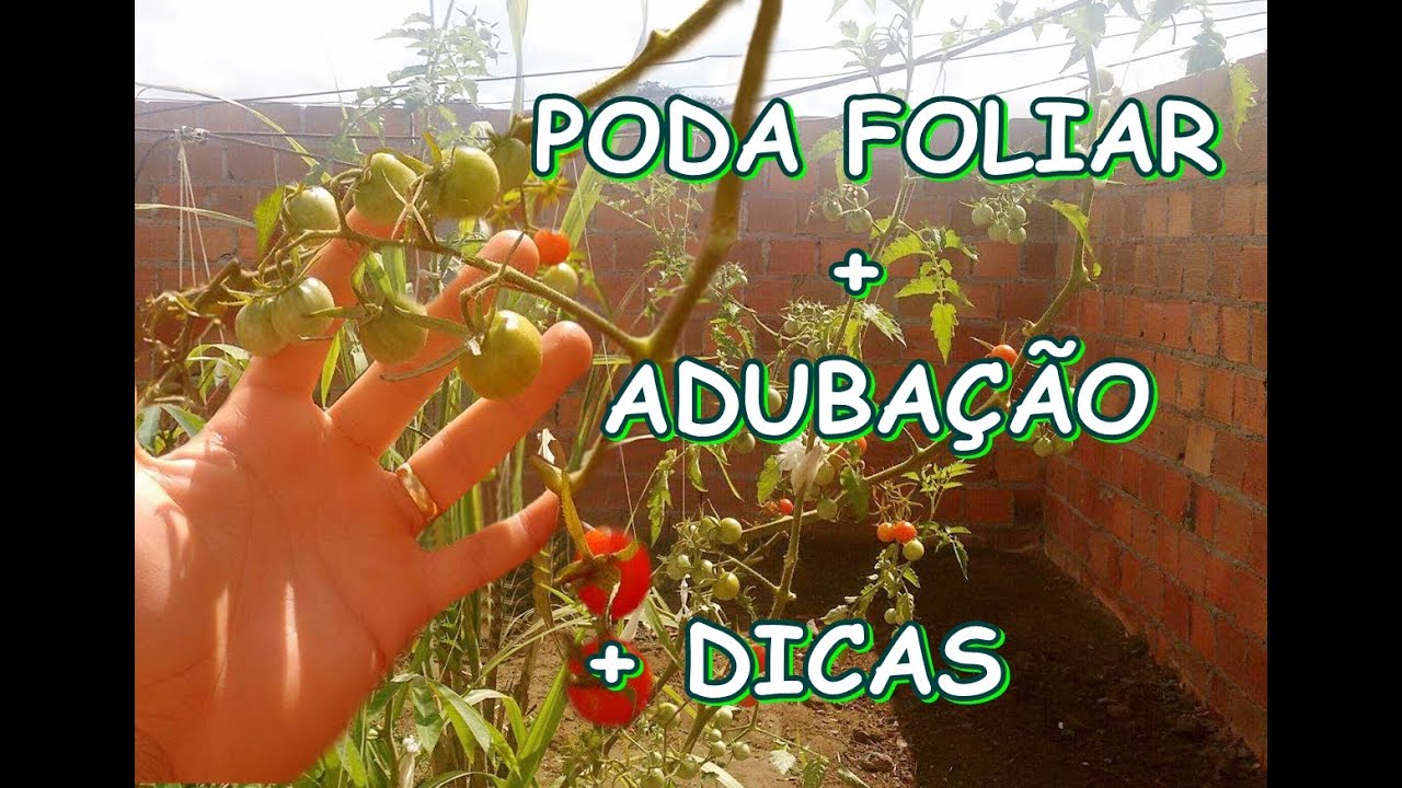 TOMATEIRO COMO E QUANDO PODAR AS FOLHAS ?