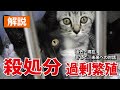 犬猫の殺処分・過剰繁殖問題の解説。過去・現在、そして未来へ。何が必要なのか。大学生は語りたい！～犬猫問題～