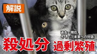 犬猫の殺処分・過剰繁殖問題の解説。過去・現在、そして未来へ。何が必要なのか。大学生は語りたい！～犬猫問題～