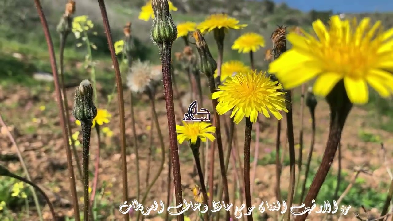 الشاعر موسى الحافظ وعاطف السويطي يرغول حر من الارشيف