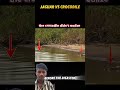 Jaguar vs crocodile #crocodile #wildlife #animals #shortsviral #trendingshorts #trending #shortsfeed