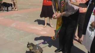 Cleo The Cat Attends St. Francis Cat Blessing