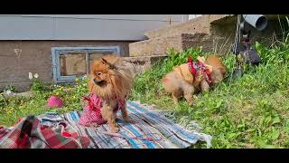 Senna and Stella pomeranians at the summer cottage 🐶🏡🏞💙